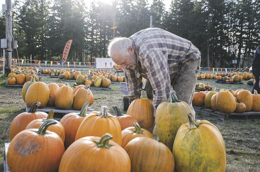 201015.news.pumpkinpatch.er3.jpg